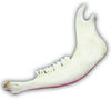 Genuine Buffalo Jawbone