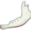 Genuine Buffalo Jawbone