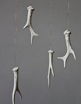 2 Point Shed Deer Antler