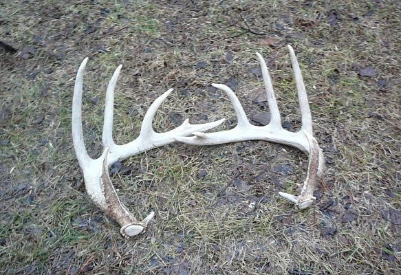 4+ Point Shed Deer Antler