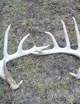 4+ Point Shed Deer Antler
