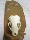 Decorative Animal Skull - Otter