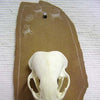 Decorative Animal Skull - Otter